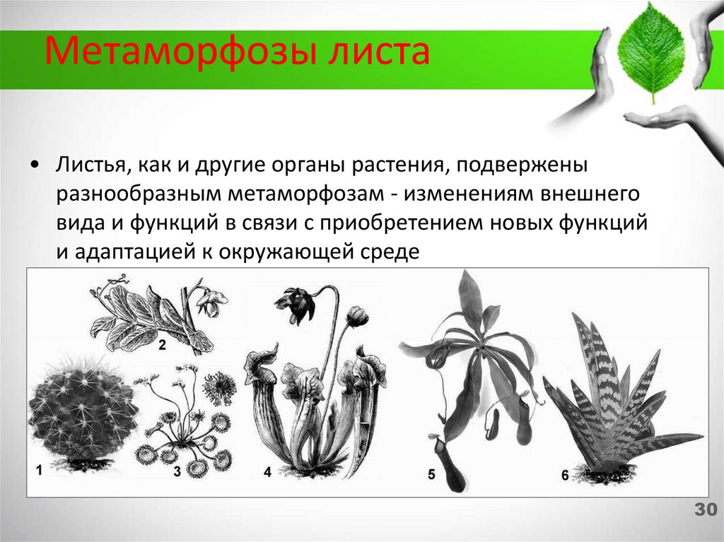Чудесное превращение рамка. Чудесные превращения. Тест метаморфоза. Метаморфоз клетка. Тест метаморфоза.