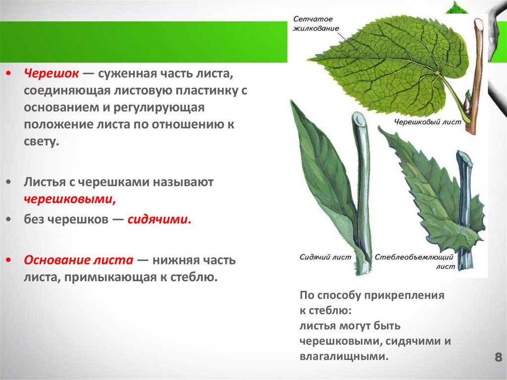 Способ прикрепления к стеблю