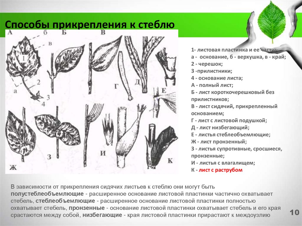 Способы прикрепления листа к стеблю