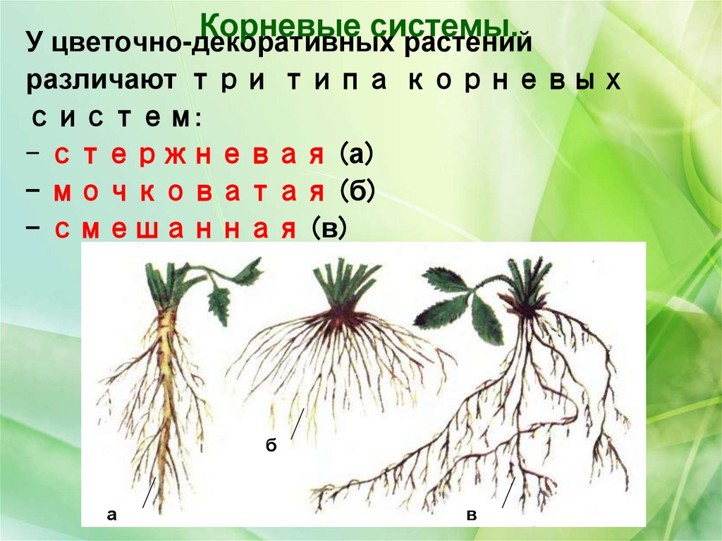 Тип корневой системы у цветковых растений. Семенное размножение. Тип корневой системы стержневая или мочковатая Клевер Луговой.