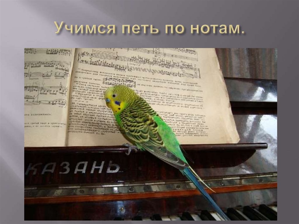 Учимся петь по нотам.