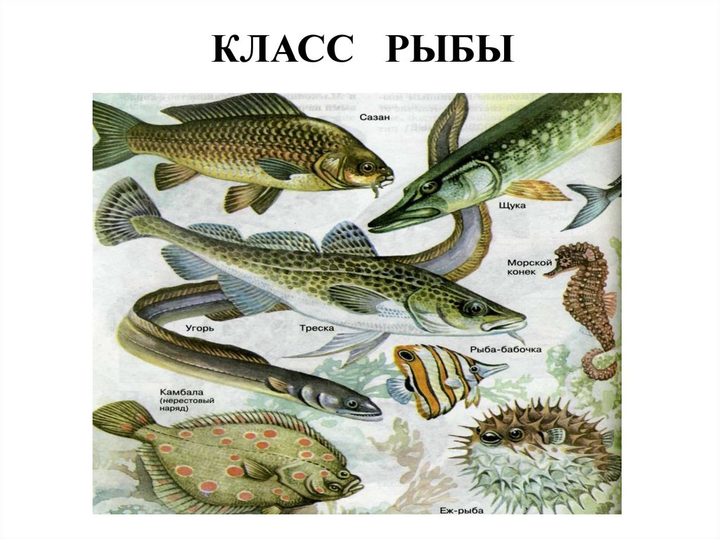 Русский 7 класс рыба. Классы рыб. Семейство щуковых рыб презентация.
