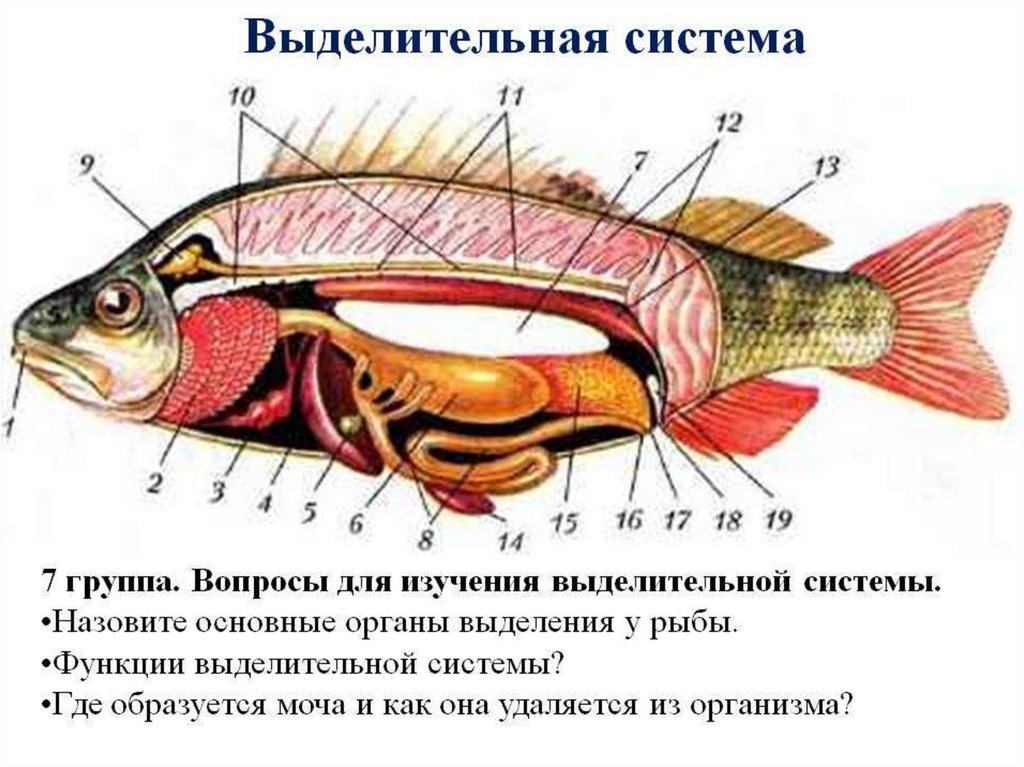 Внутреннее строение щуки. Внутреннее строение костной рыбы самка окуня. Внутреннее строение рыбы самка окуня. Внутреннее строение самки окуня. Строение костной рыбы окуня.