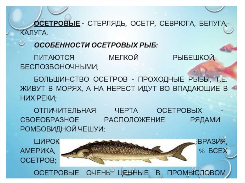 Русский 8 класс рыб. Осетровые характеристика строение. Стерлядь класс рыбы. Особенности строения осетровых. Особенности осетровых рыб.