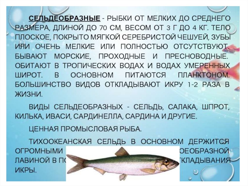 Описание класса рыб. Отряд. Сельдеобразные, биология. Сельдеобразные характеристика. Отряд Сельдеобразные характеристика. Костные рыбы Сельдеобразные.