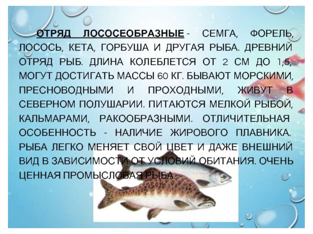 Какие мужчины нужны рыбам. Отряд Лососеобразные. Лососеобразные рыбы. Особенности отряда лососеобразных рыб. Сообщение про лососевых рыб.