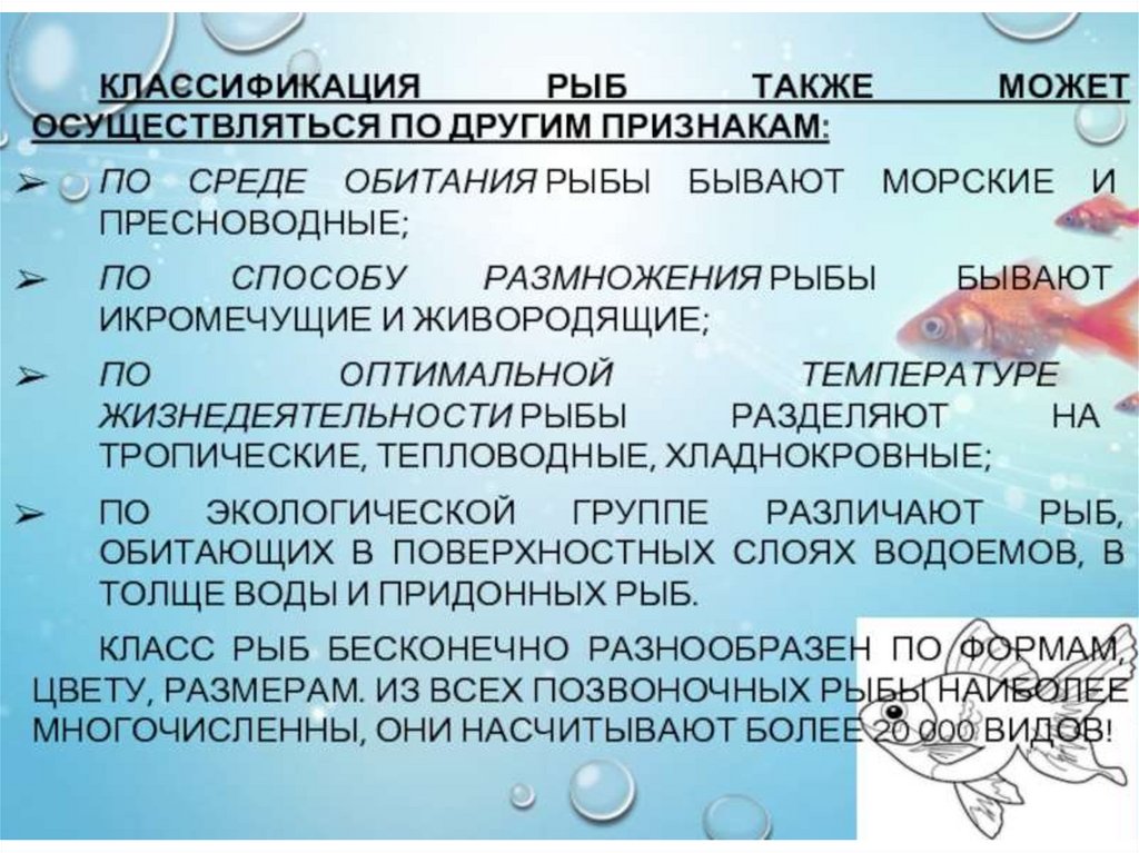 Русский язык 8 класс рыба. Классификация рыб. Характеристика рыб. Класс рыбы классификация. Систематика рыб.