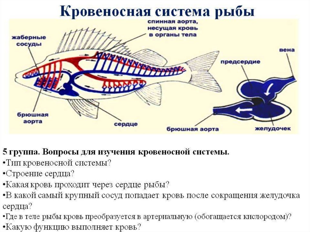 Какие системы органов у рыб. Тип кровеносной системы у рыб. Схема строения кровеносной системы костной рыбы. Внутреннее строение рыб и системы. Строение кровеносной системы и сердца рыбы схема.