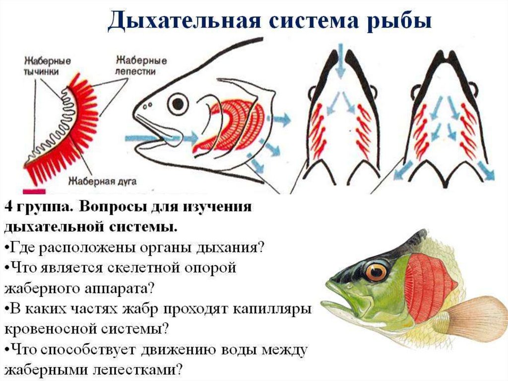 Как дышат рыбы в воде. Схема дыхания костных рыб. Строение дыхательной системы рыб. Дыхательная система рыб схема. Внутреннее строение рыбы дыхательная система.