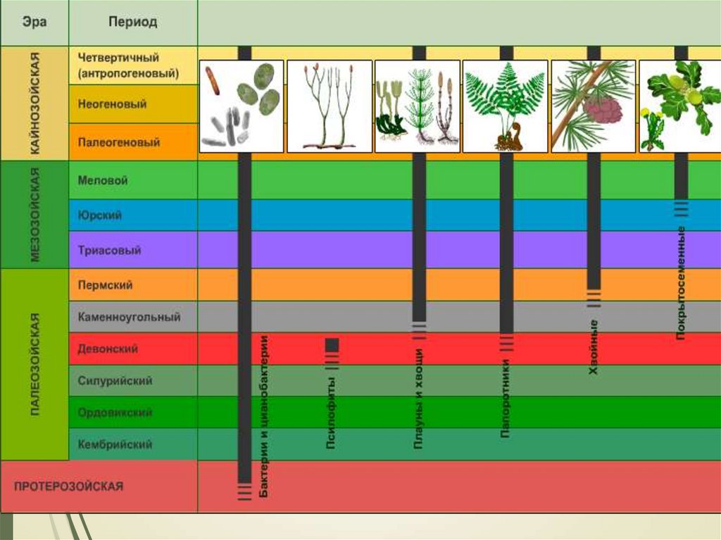 В каком периоде появляются растения. Эволюция наземных растений. Этапы эволюции растений. Этапы эволюции высших растений. Этапы эволюции растений на земле.
