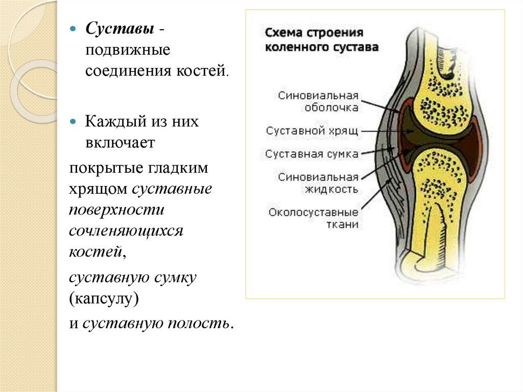 Скелет человека. Суставы - online presentation