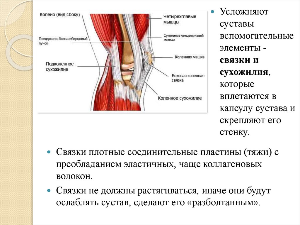 Скелет человека. Суставы - online presentation