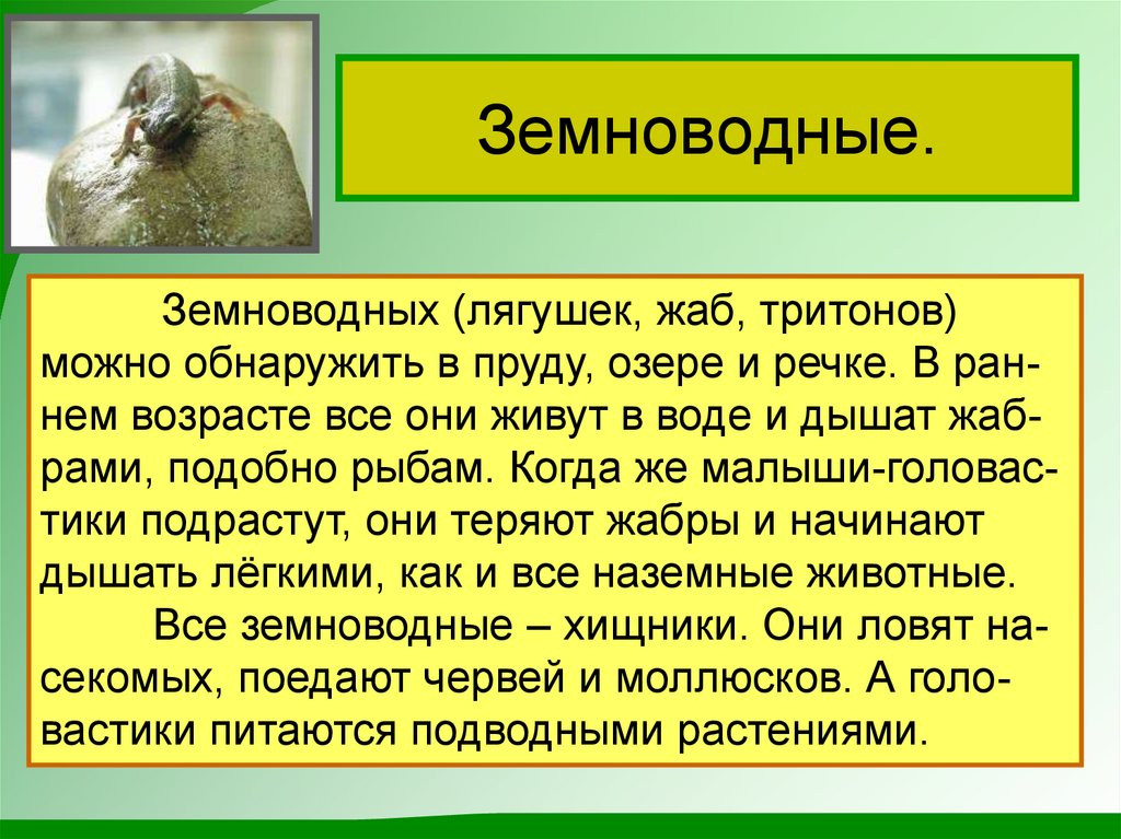 Доклад о земноводных 3 класс окружающий мир. Доклад про земноводных 2 класс. Земноводные животные 3 класс окружающий мир доклад. Доклад по окружающему миру 3 класс про земноводных.