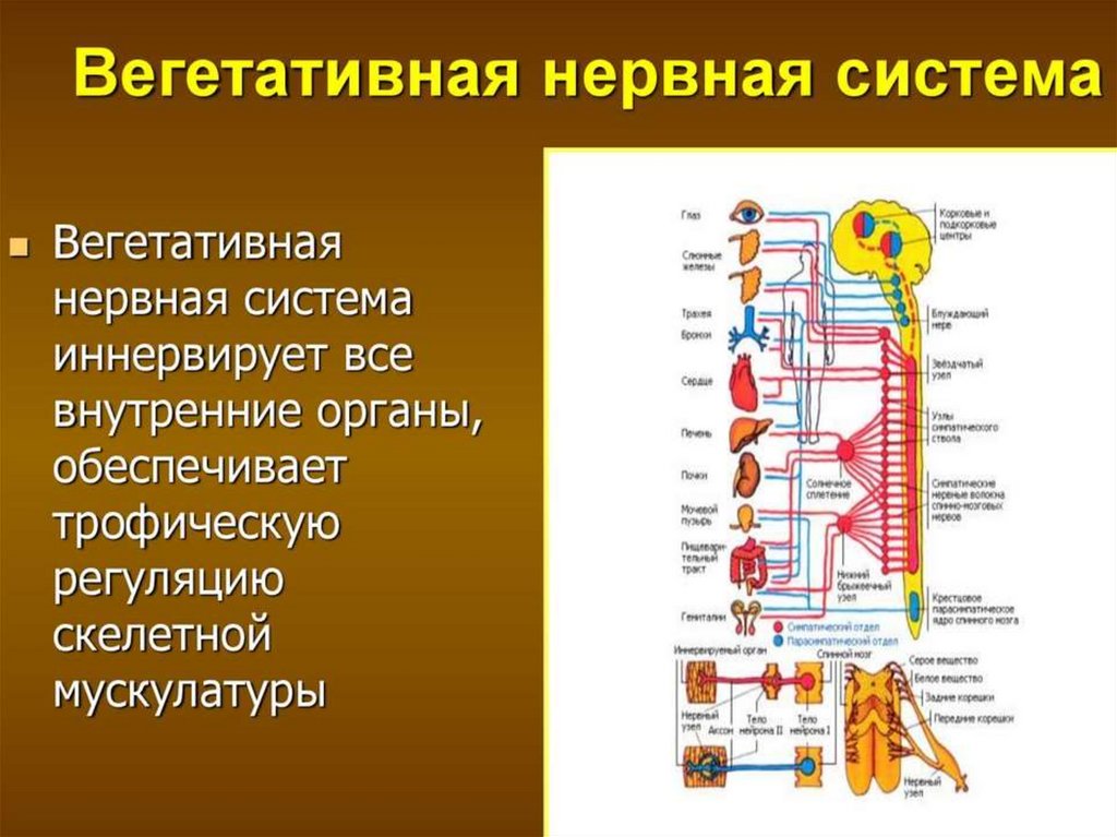 Вегетативная нервная система картинки для презентации