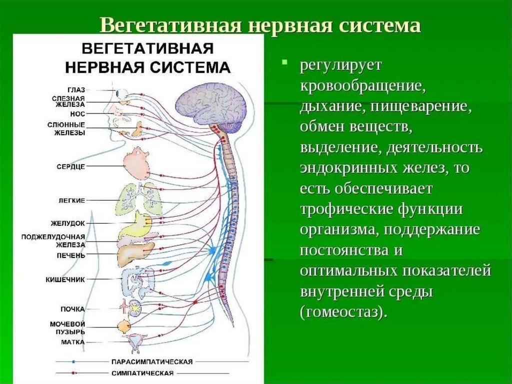 Какая функциональная часть нервной системы