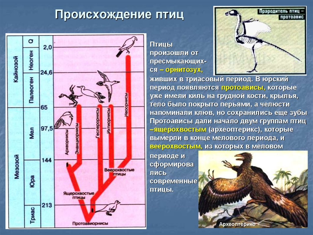Откуда появились птицы. Происхождение птиц. Эволюционные преобразования у птиц. Происхождение птиц кратко. Птицы произошли от динозавров.