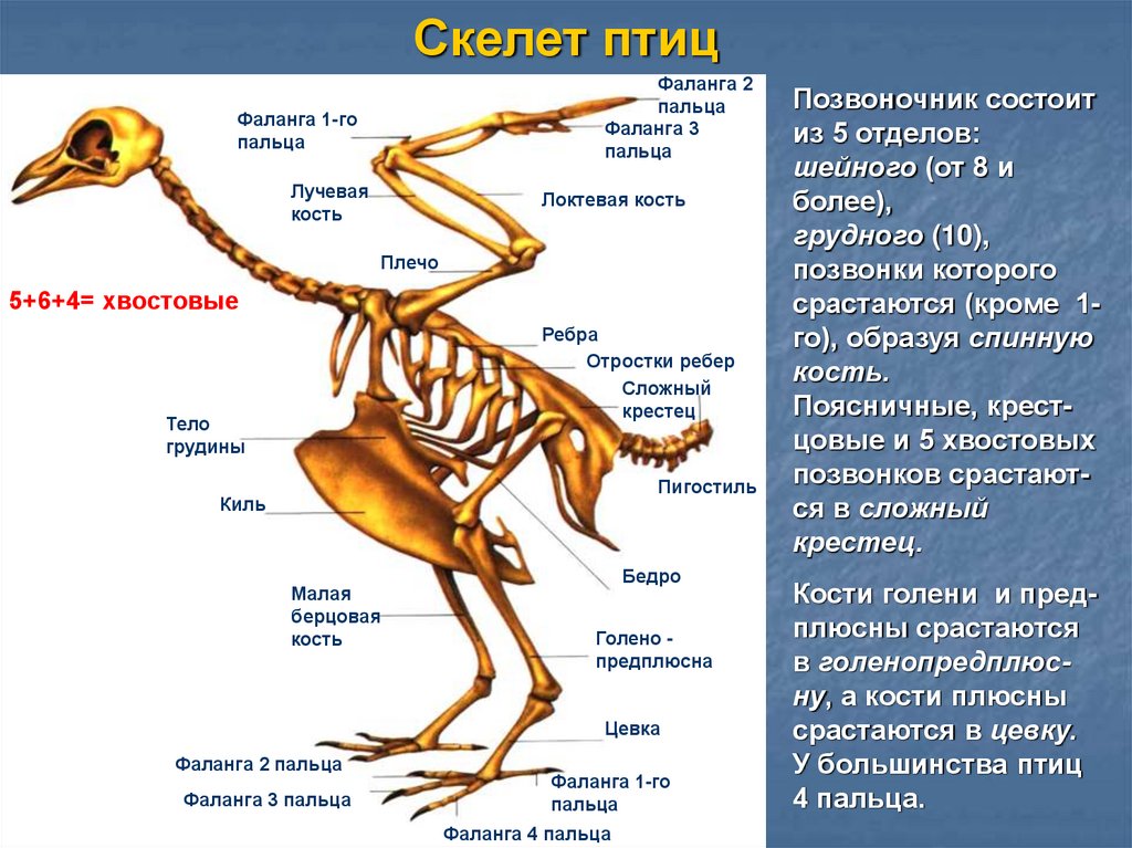 Вывод об особенностях строения скелета птиц. Скелет птицы. Строение скелета птицы. Особенности строения скелета птиц. Скелет птицы и динозавра.