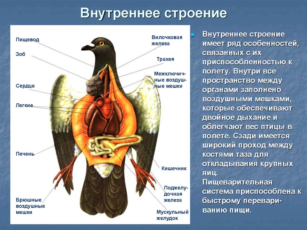 Вывод об особенностях внешнего строения птиц