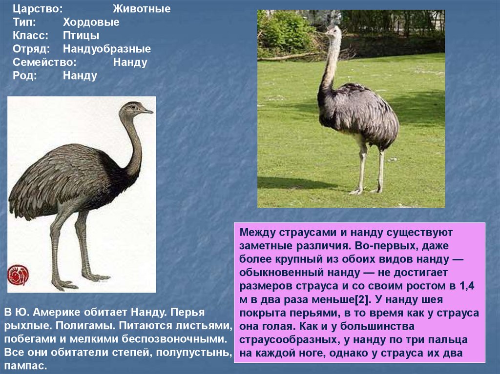 Птицы класс отряд семейство. Страус нанду ареал обитания. Систематика страуса нанду. Представители нандуобразных. Отряд Нандуобразные.