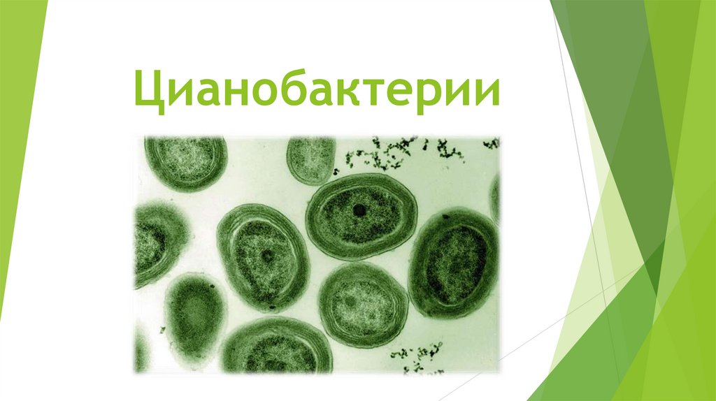 Цианобактерии - презентация онлайн