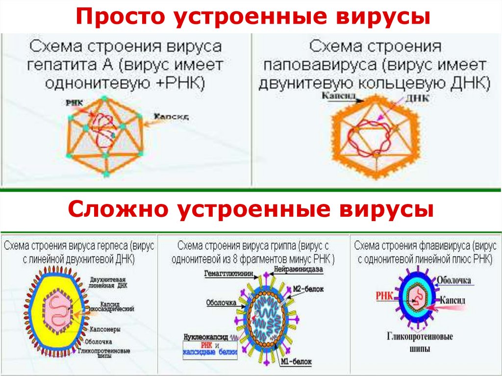 Вирусы относятся к форме жизни. Строение простых и сложных вирусов. Структура вирусов просто и сложно устроенные вирусы. Строение простого вируса вируса. Строение вирусов примеры.