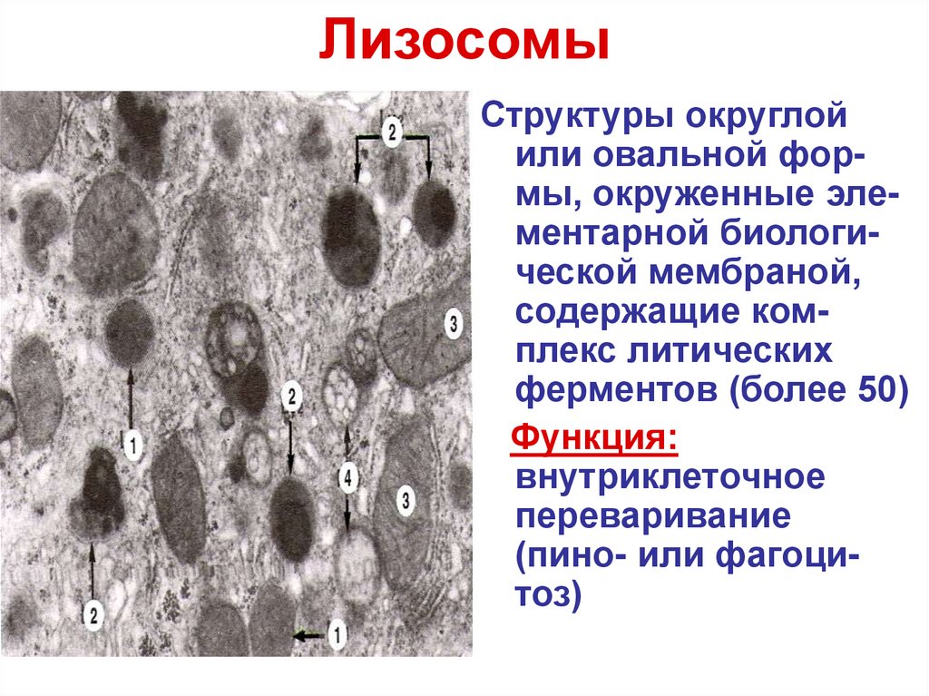 Лизосомы состав. Строение структура лизосомы. Лизосомы строение гистология. Функции лизосом гистология. Лизосомы под микроскопом.