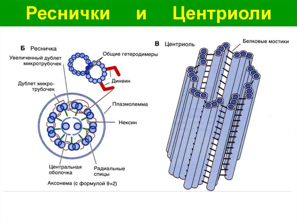 В каких клетках имеются центриоли. Строение ресничек и микроворсинок. Микроворсинки укакойклетки. Ресничка и микроворсинка. Микроворсинки строение и функции.