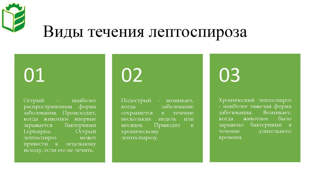 Лептоспироз. Возбудитель и симптомы лептоспироза (Leptospira ...