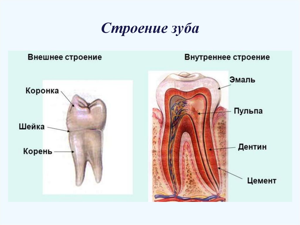 Строение зуба для детей