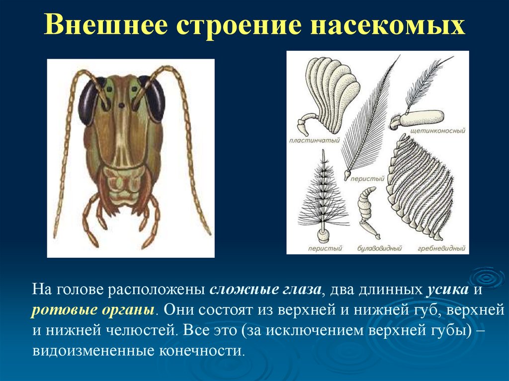 Внешнее строение насекомых