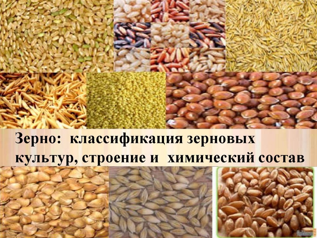Классификация зерновых культур. Классификация зерна. Зерно для презентации. Зерно состоит из 3 основных.