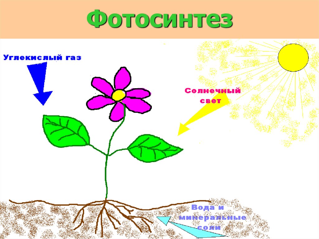 Животные питаются с помощью фотосинтеза