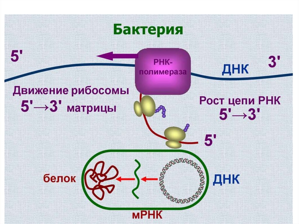 Матрица для синтеза РНК. Антибиотики нарушающие Синтез РНК. Смесь для искусственного синтеза РНК. Ядрышко Синтез РНК И белков.