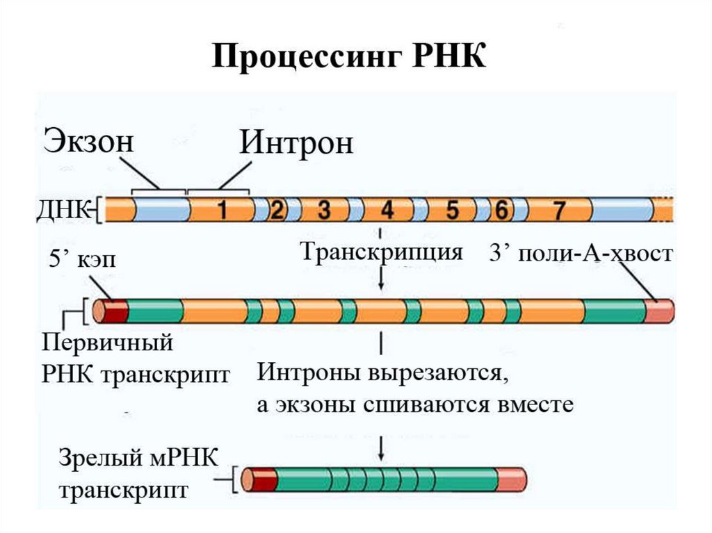На матрице рнк происходит. Редактирование РНК. Пример редактирования РНК. Белок РНК. Виды редактирования РНК.