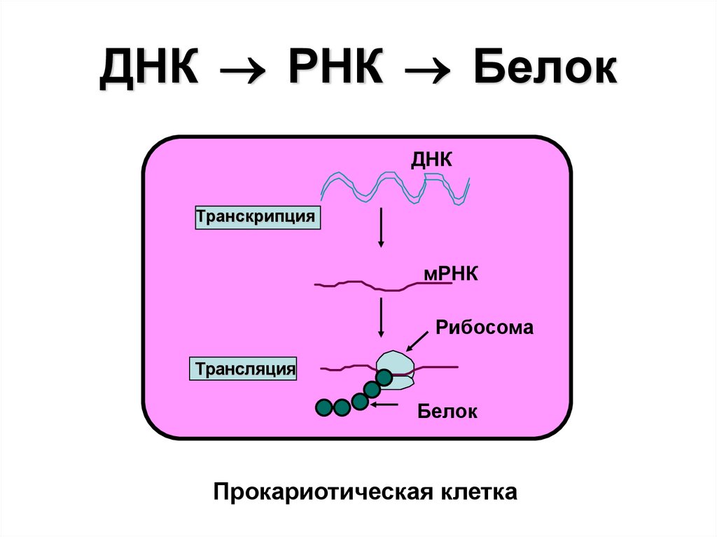 ДНК РНК белок. Отличие РНК от белков. Усиленная транскрипция Гена гормона. Связаны ли РНК И белок.