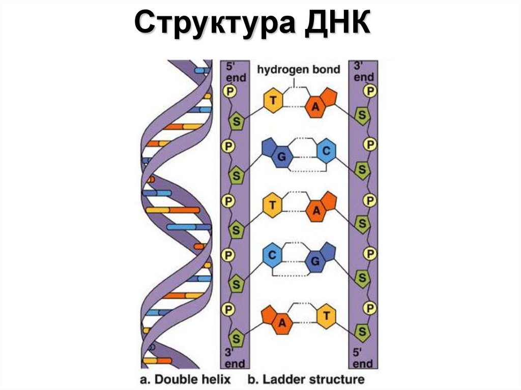 Белковая рнк. ДНК РНК белок структура. ДНК РНК белок схема. Синтез белка ДНК строение. Структура белка ДНК И РНК.