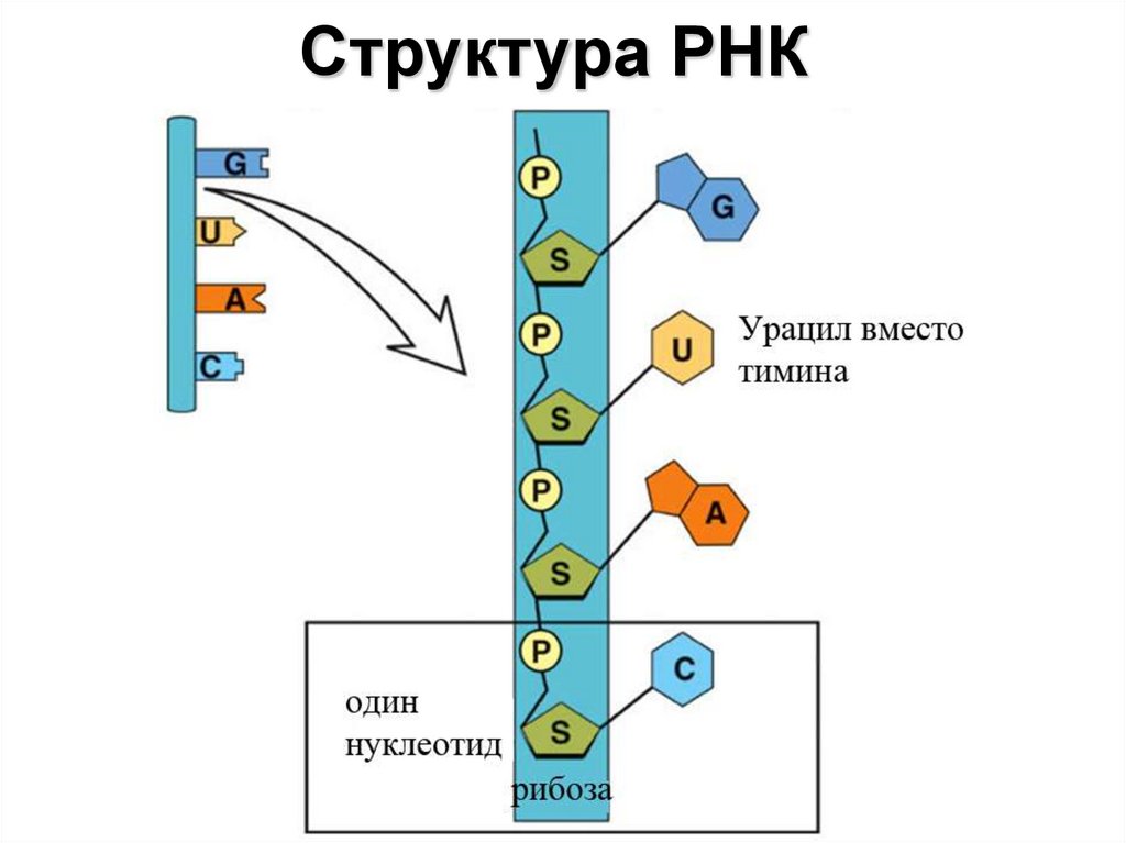 Молекулы рнк имеют структуру. Строение РНК. Схема строения РНК. Структура молекулы РНК. Схема структуры РНК.