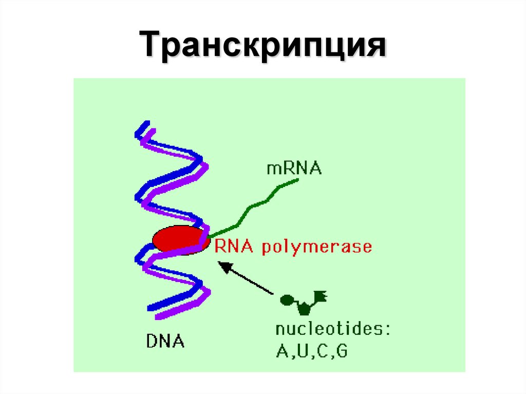 Белки и рнк входят. Транскрипция ДНК. Синтез РНК И белков. ДНК РНК белок. Схема взаимосвязи между процессами ДНК ИРНК белок.