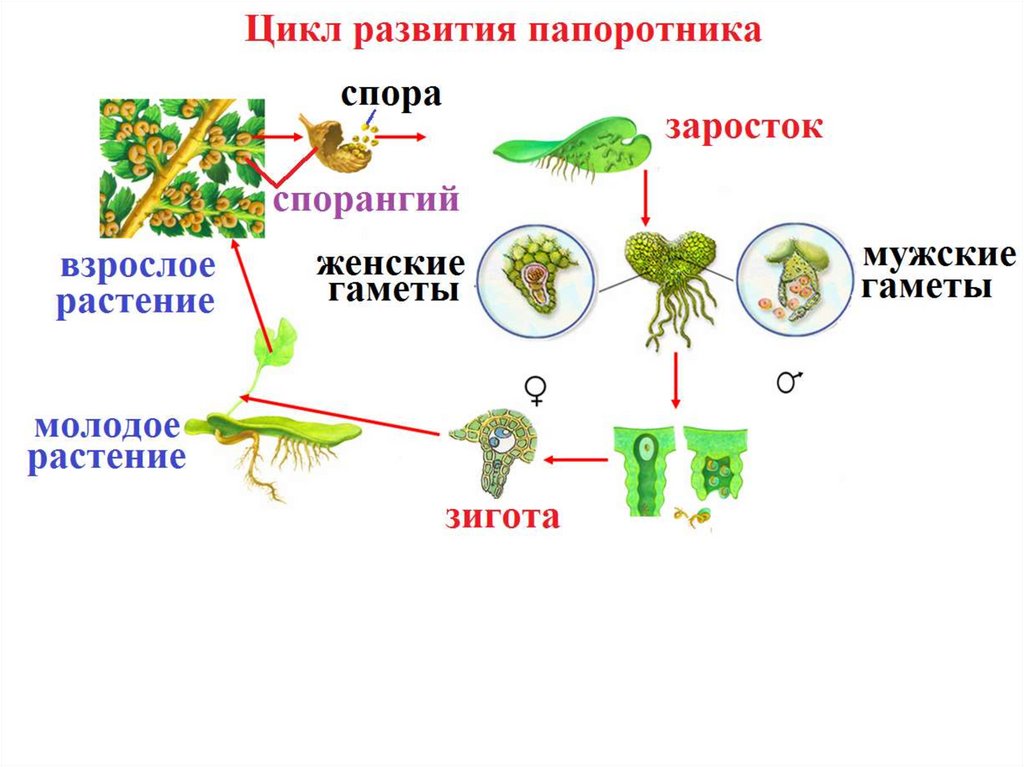 Папоротник цикл развития схема