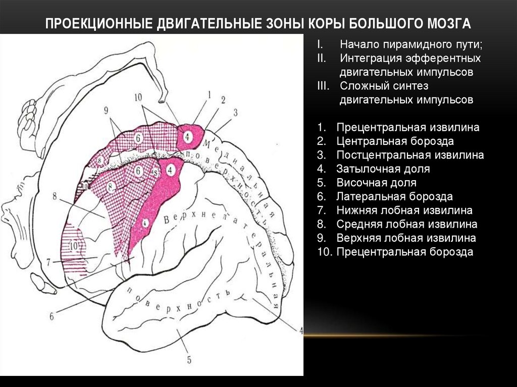 Двигательная область мозга. Первичные проекционные зоны коры головного мозга. Проекционные зоны коры головного мозга входят в состав. Первичные проекционные зоны сенсорной коры. Вторичные проекционные зоны коры головного мозга.