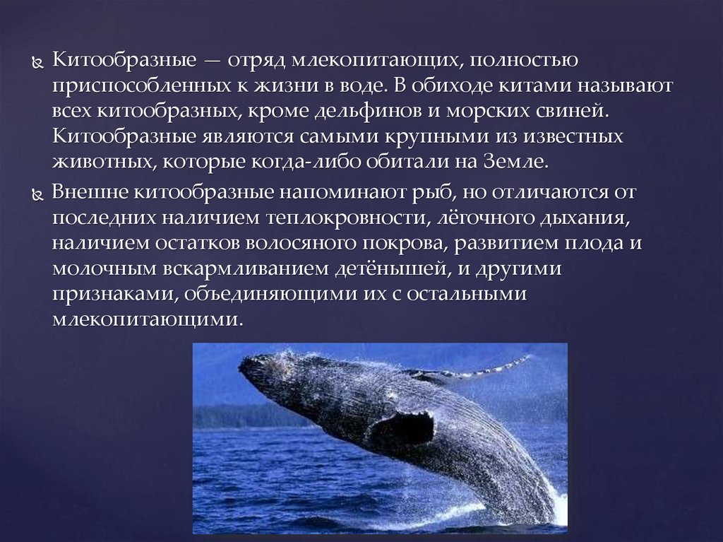 Значение китообразных в жизни человека. Китообразные проект 7 класс. Отряды млекопитающих китообразные. Презентация на тему китообразные. Череп китообразных.