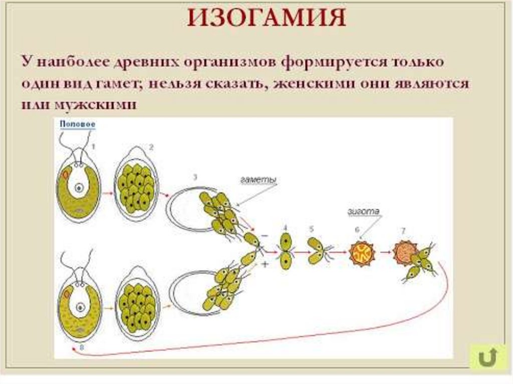 Дочерний организм. Хологамия изогамия гетерогамия оогамия. Изогамия гетерогамия. Изогамия это бесполое размножение. Типы полового процесса изогамия.