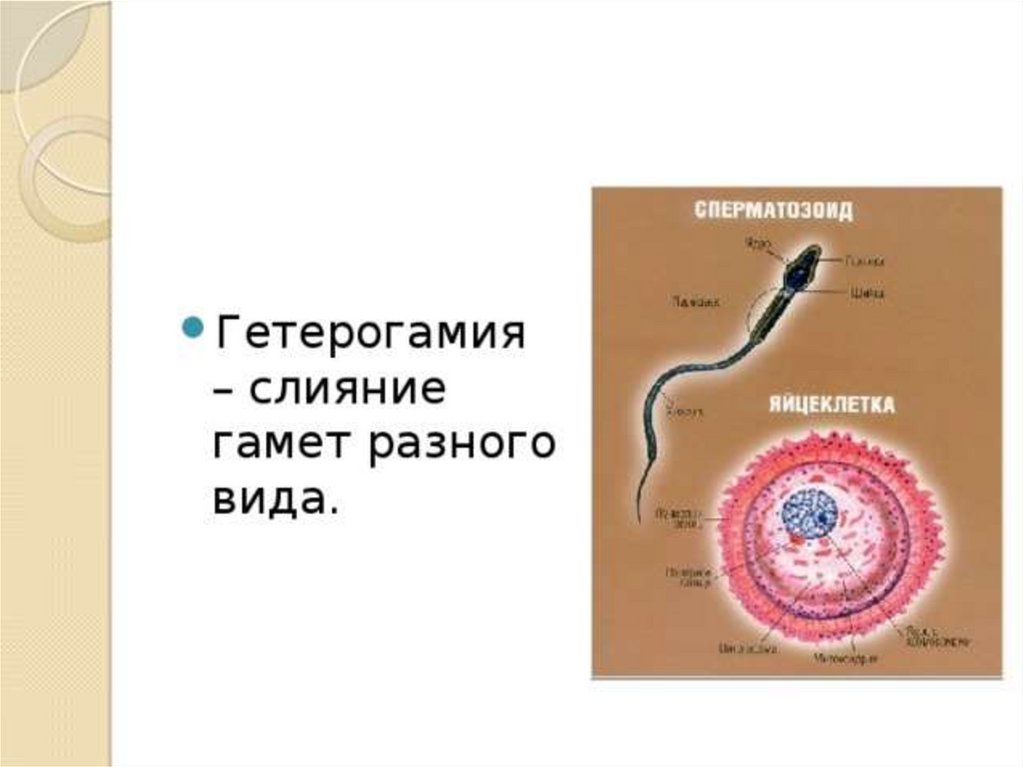 Что такое гамета в биологии. Слияние мужской и женской гамет. Слияние половых клеток гамет. Слияние гамет разного вида. Слияние Гамлет.