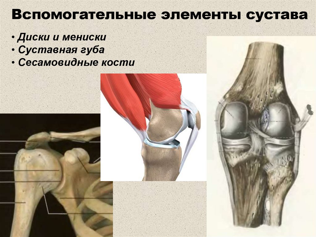 Суставной диск. Сесамовидные кости в суставе. Сесамовидная кость коленного сустава. Суставные диски и суставные мениски. Вспомогательные элементы сустава диски и мениски.