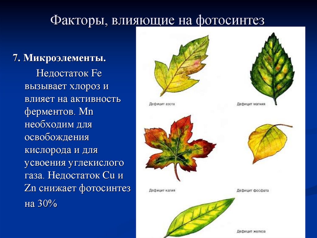 Хлороз растений причины и лечение. Хлороз растений. Виды хлороза листьев. Хлороз листьев. Хлороз и мозаика листьев.