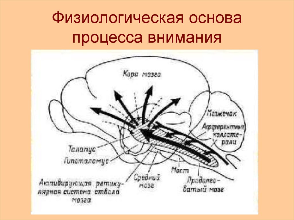 Физиологические основы процесса. Внимание как познавательный процесс в медицине. Внимание как познавательный процесс картинки для презентации.
