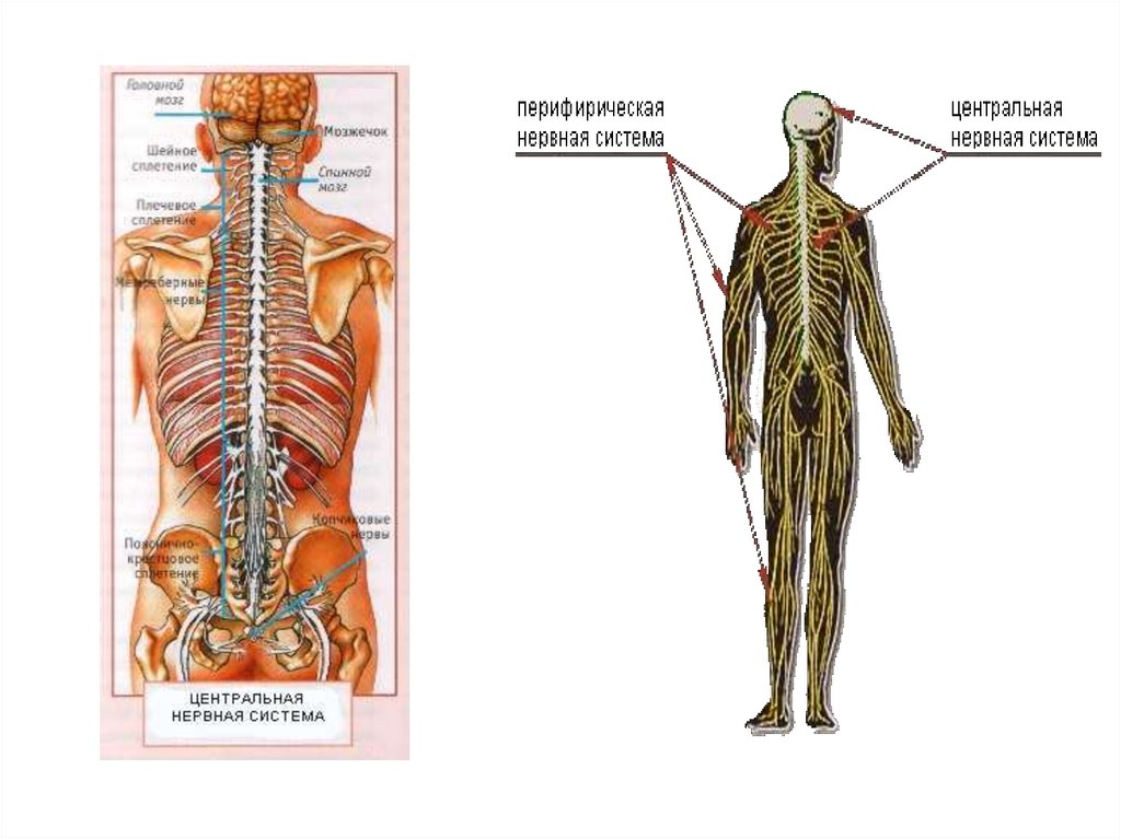 Нервная система латынь. Центральная нервная система. Нервная система ЦНС. Центральная нервная система (ЦНС). Центральная нервная система латынь.