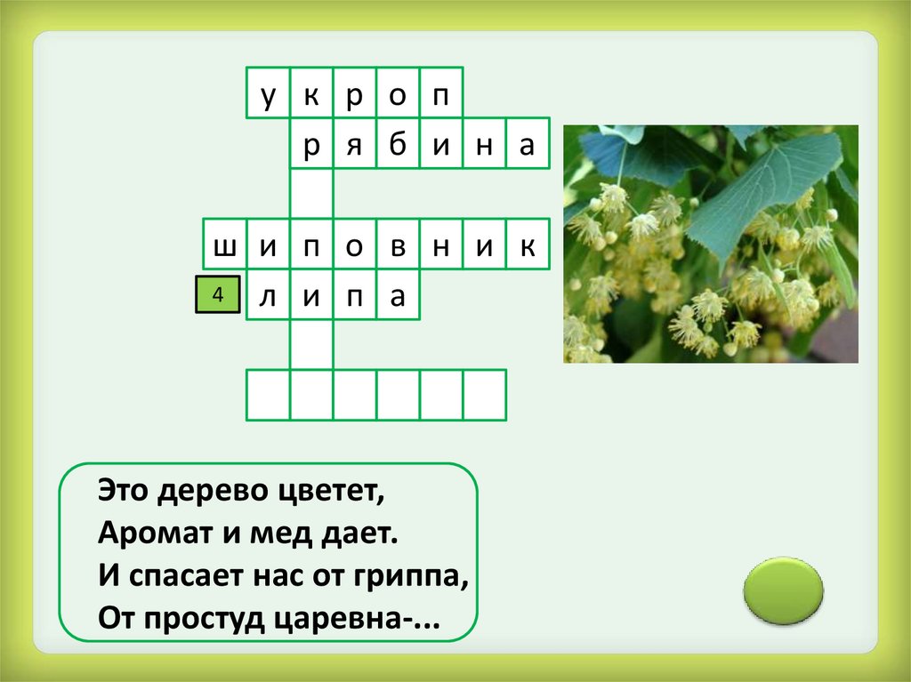 Парикмахер растений 8 букв сканворд. Кроссворд растения. Кроссворд на тему растения. Кроссворд лекарственные растения. Кроссворд лекарственные рас.