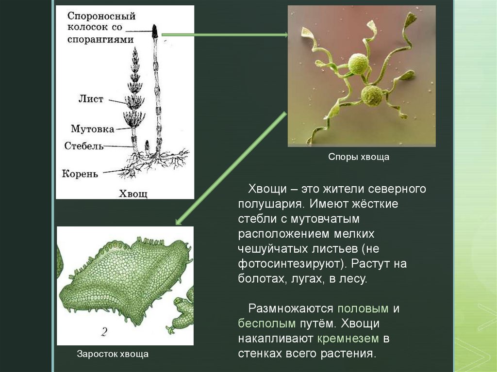 Спорангиофор хвоща. Элатеры у хвощей. Элатеры спор хвоща. Заросток хвоща. Споры хвоща с элатерами.