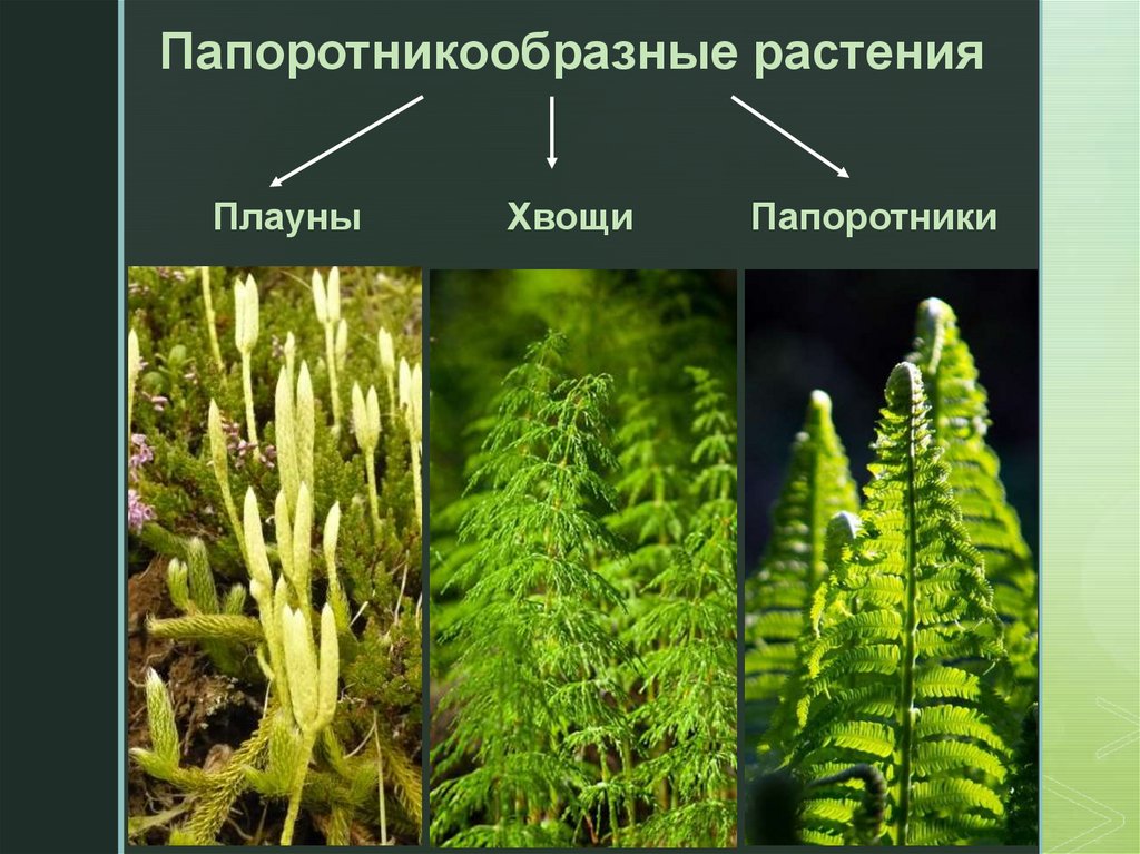 Значение мхов хвощей плаунов папоротников в природе. Папоротникообразные плауны. Папоротники хвощи плауны 6 класс. Ареал плаунов. Побег плауны хвощи папоротники.